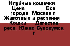 Клубные кошечки › Цена ­ 10 000 - Все города, Москва г. Животные и растения » Кошки   . Дагестан респ.,Южно-Сухокумск г.